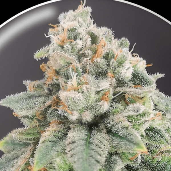 Blue Hell CBD feminizada de Medical Seeds