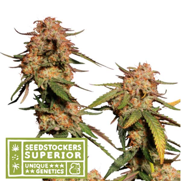 Blue Moby feminizada de Seedstockers