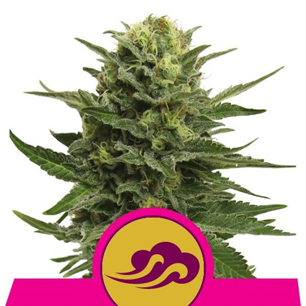 Blue Mystic feminizada de Royal Queen
