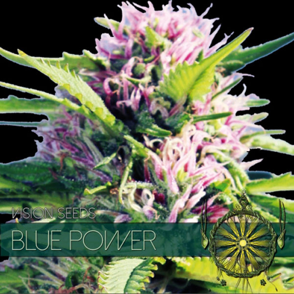 Blue Power feminizada de Vision Seeds