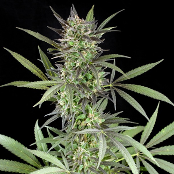 Blue Venom feminizada de G13 Labs