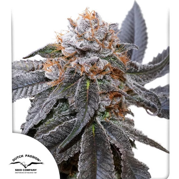 Blue Zushi feminizada de Dutch Passion
