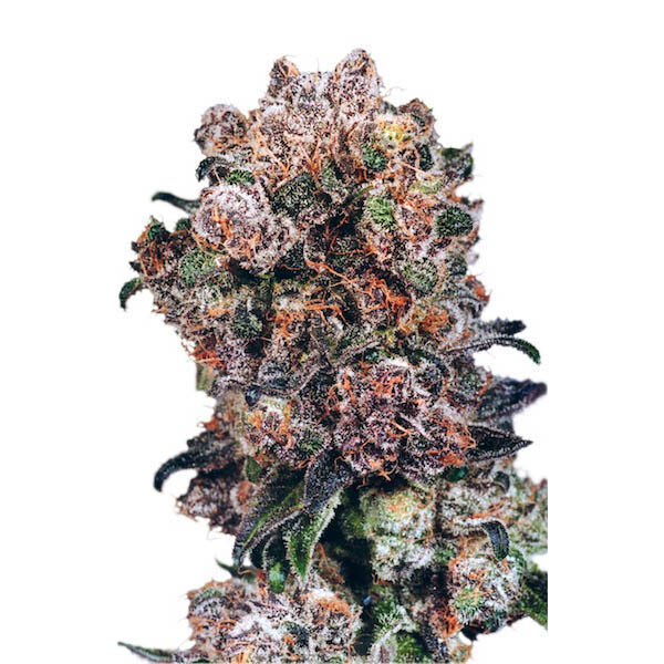 Blueberry regular de Dutch Passion