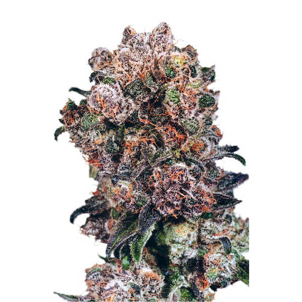 Blueberry regular de Dutch Passion