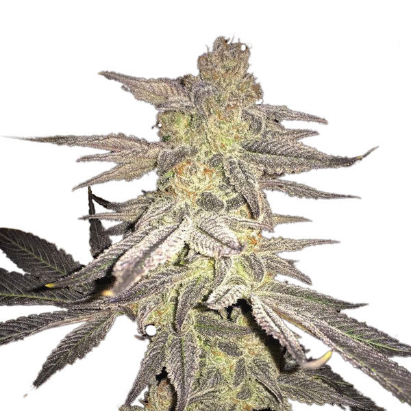 Blueberry regular de Nirvana