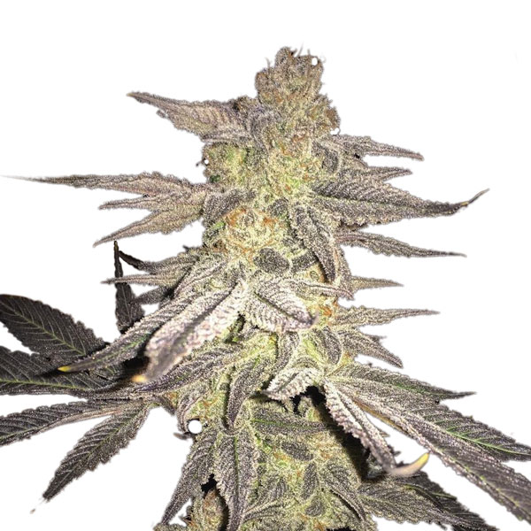 Blueberry regular de Nirvana
