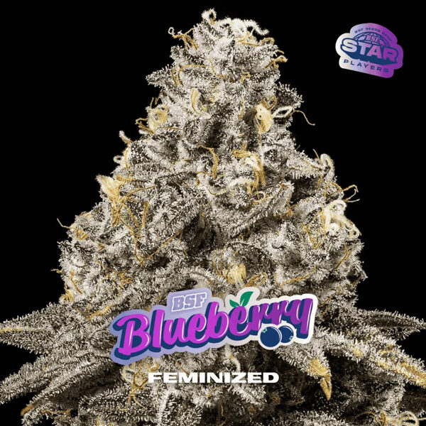 Blueberry feminizada de Bsf Seeds