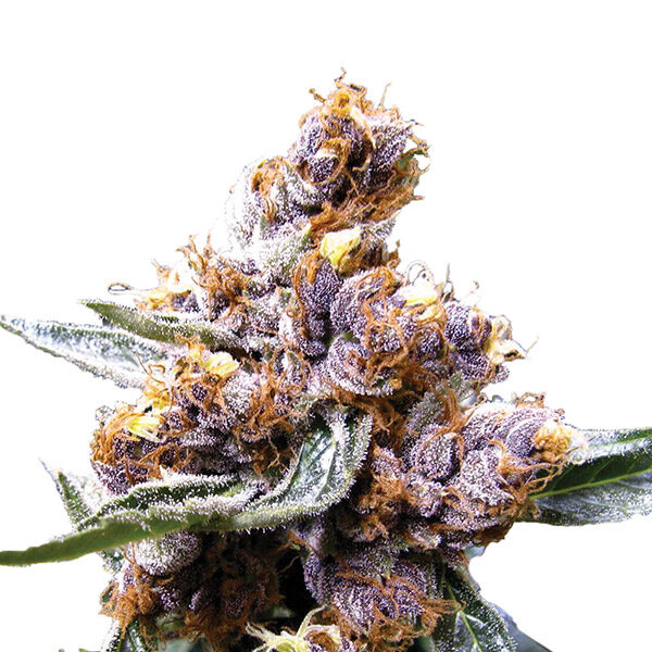 Blueberry feminizada de Nirvana