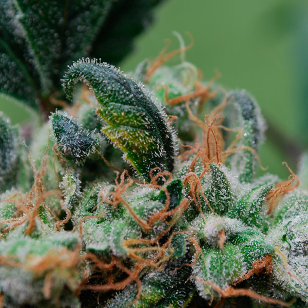 Blueberry Cheesecake feminizada de Female Seeds