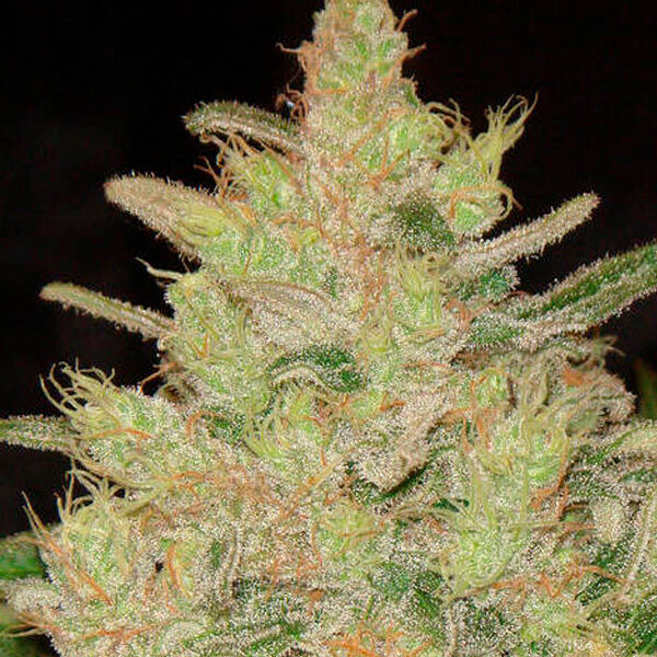 Blueberry Ghost OG feminizada de Original Sensible Seeds