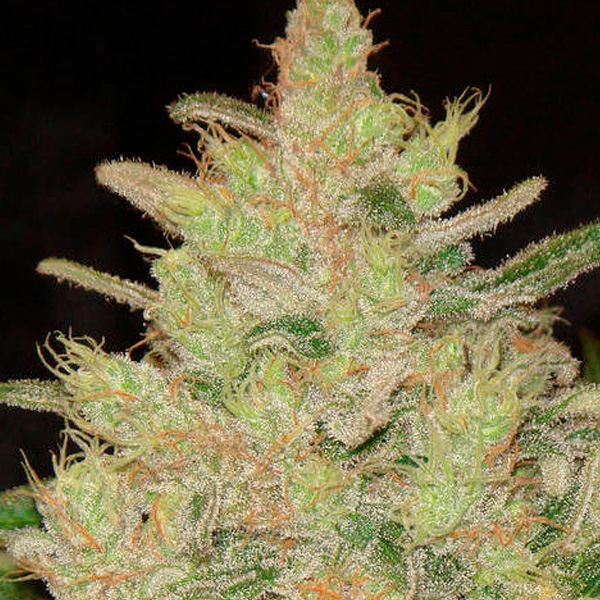 Blueberry Ghost OG feminizada de Original Sensible Seeds