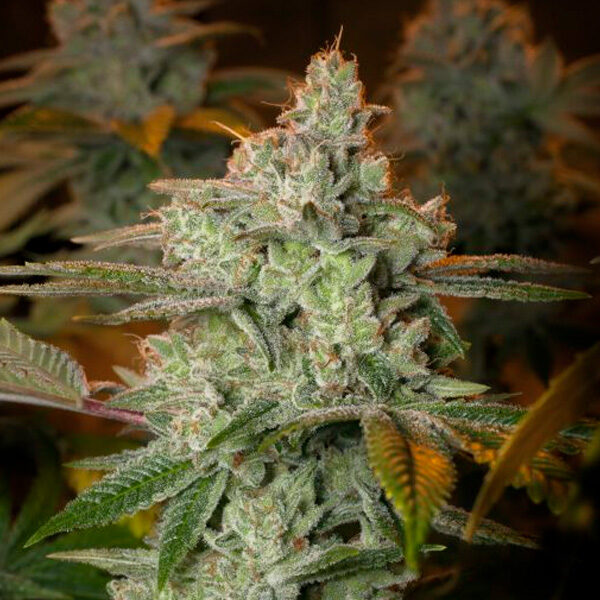 Blueberry Glue feminizada de Expert Seeds