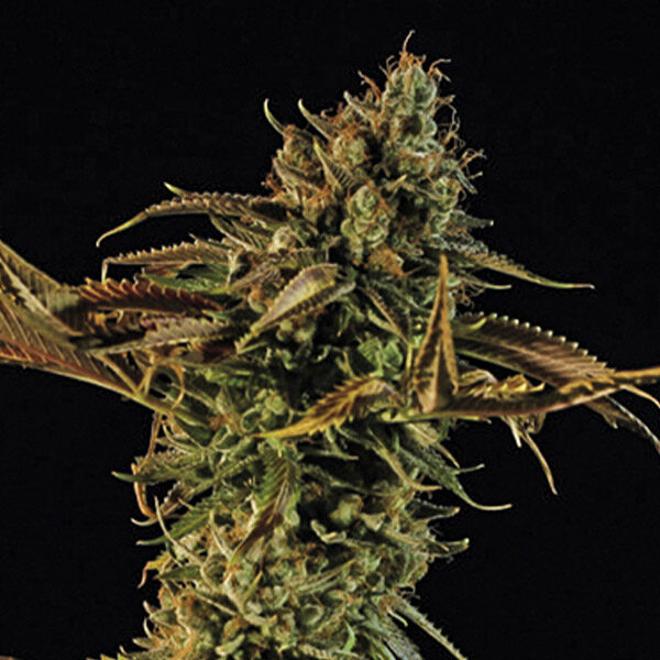Blueberry Headband feminizada de Humboldt Seed Organization