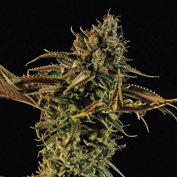 Blueberry Headband feminizada de Humboldt Seed Organization