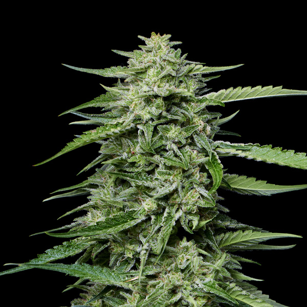 Blueberry Honey feminizada de Humboldt Seeds Company