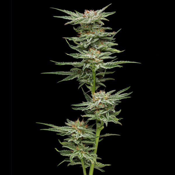 Blueberry Muffin feminizada de Humboldt Seeds Company