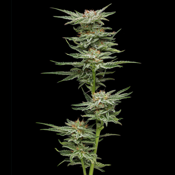 Blueberry Muffin feminizada de Humboldt Seeds Company