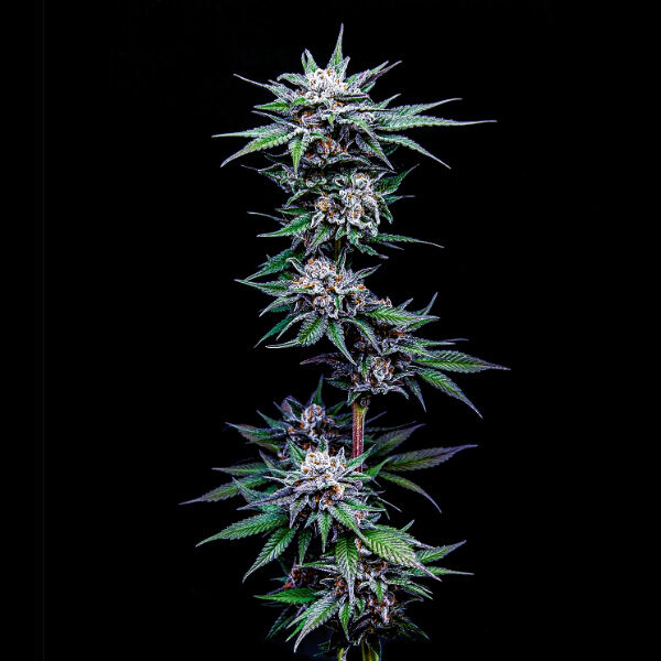 Blueberry Pancakes feminizada de Humboldt Seeds Company