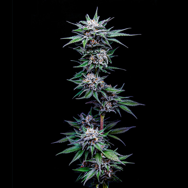 Blueberry Pancakes feminizada de Humboldt Seeds Company