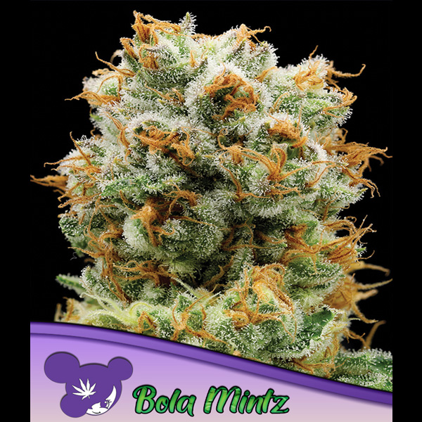 Bola Mintz feminizada de Anesia Seeds