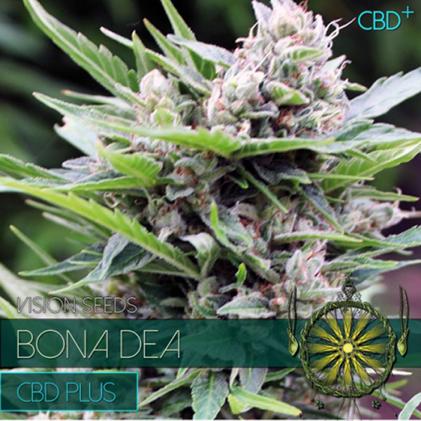 Bona Dea Dbd+ feminizada de Vision Seeds