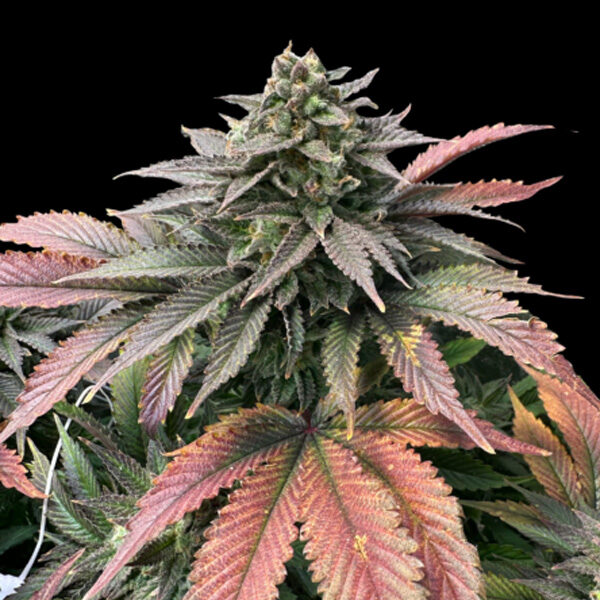 Boobies feminizada de Grateful Seeds