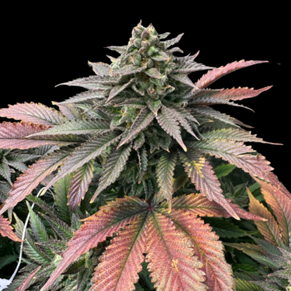 Boobies feminizada de Grateful Seeds