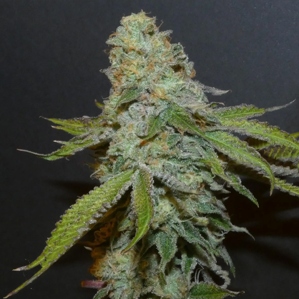 Boofalicius 3+1 feminizada de Bask Triangle Farms