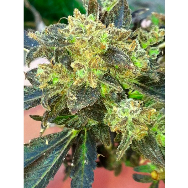 Boss Hogg feminizada de The Cali Connection