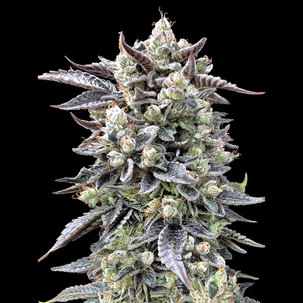 Brain Stroke Fast feminizada de High Speed Buds