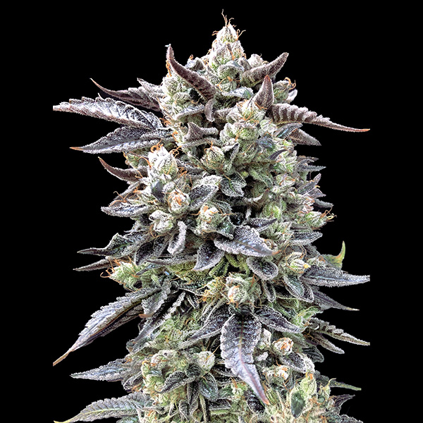 Brain Stroke Fast feminizada de High Speed Buds