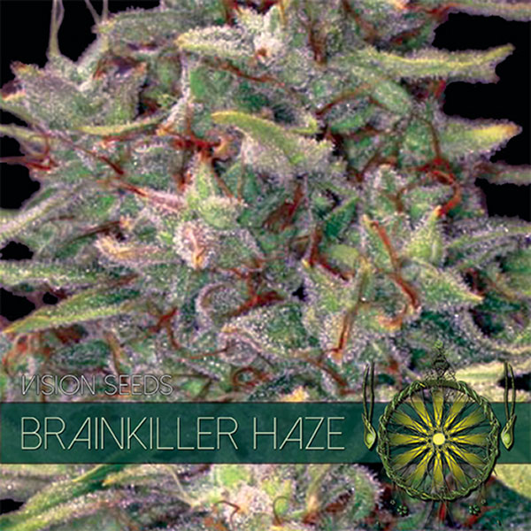 Brainkiller Haze feminizada de Vision Seeds