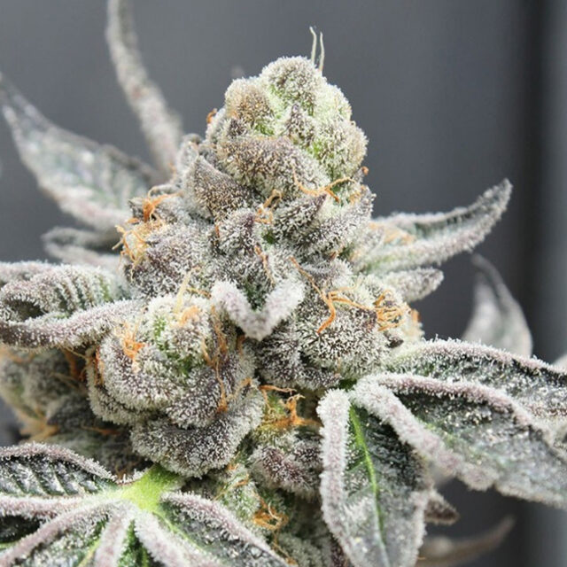 Brake Pad Breath feminizada de Ripper Seeds