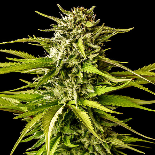 Brake Up Cake feminizada de Kannabia Seeds