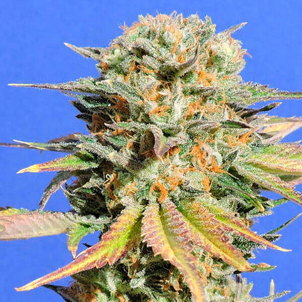 Bruce Banner # feminizada de Original Sensible Seeds