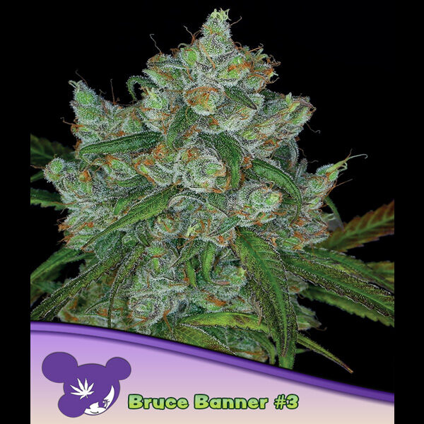 Bruce Banner #3 feminizada de Anesia Seeds