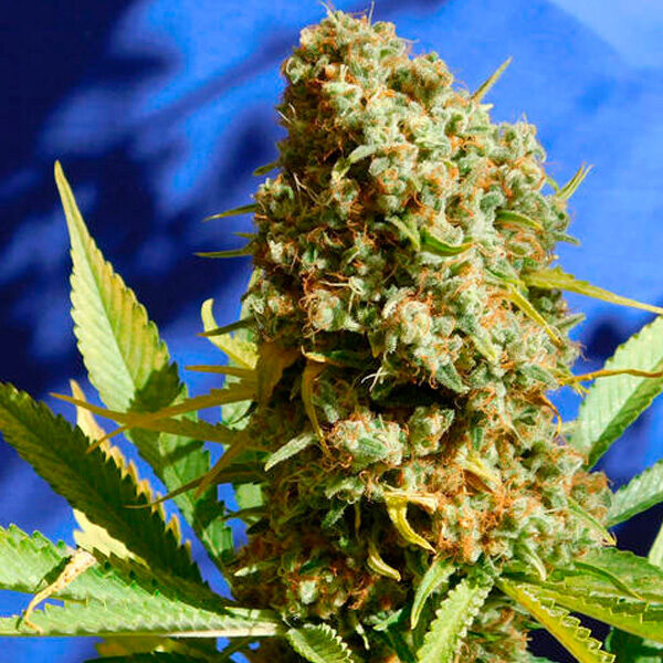 Bruce Banner # 3 Fast feminizada de Original Sensible Seeds