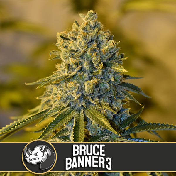 Bruce Banner # feminizada de Blimburn Seeds