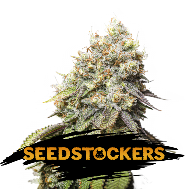 Bruce Banner feminizada de Seedstockers