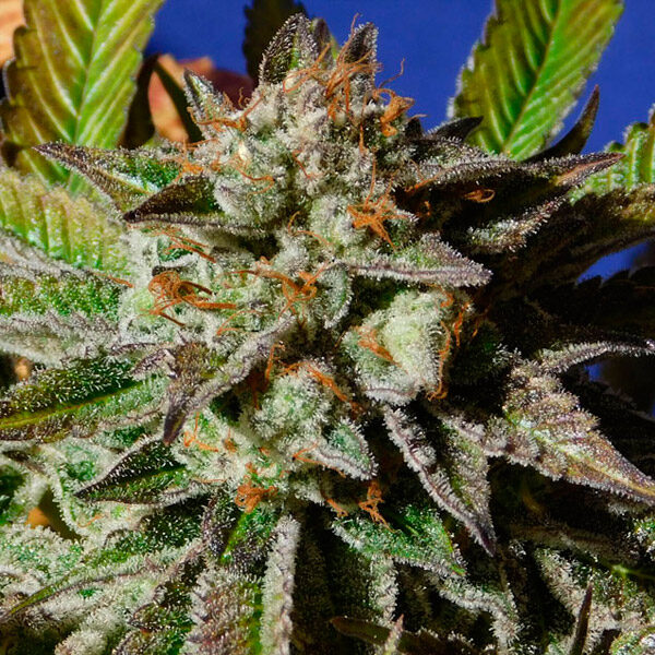 Bruce Cookies feminizada de Original Sensible Seeds