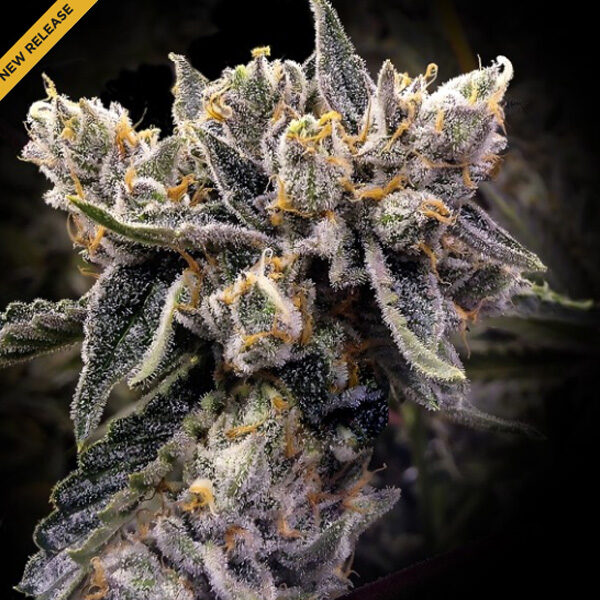 Bruised Banana feminizada de Dna Genetics