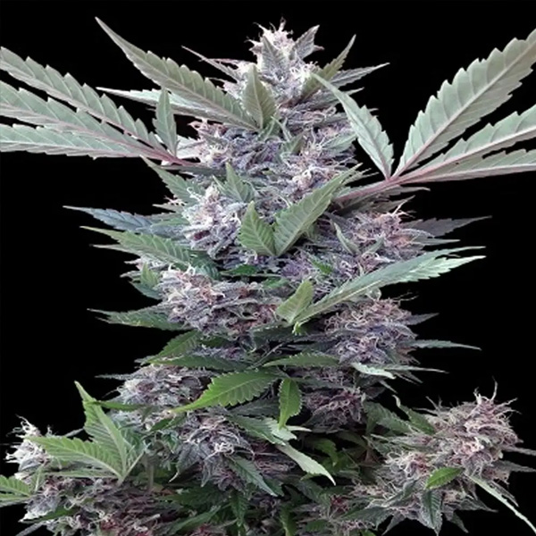 Bubba Kush X Pck regular de Ace Seeds