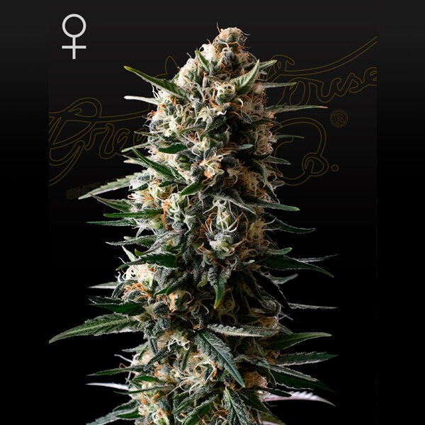 Bubba Slush feminizada de Green House