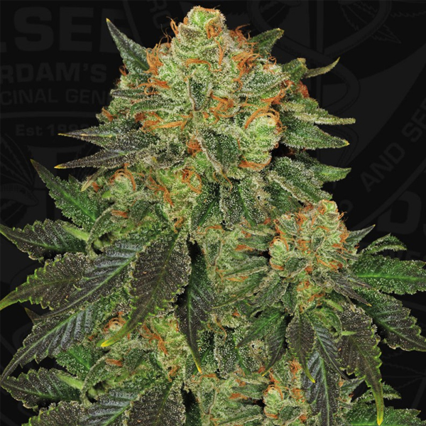 Bubble Banana Gum feminizada de T.h. Seeds