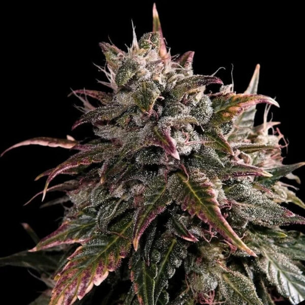 Bubble Bath feminizada de Empire Seeds Bank