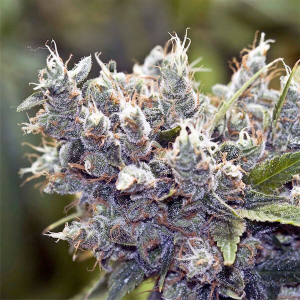 Bubble Gummer feminizada de Female Seeds