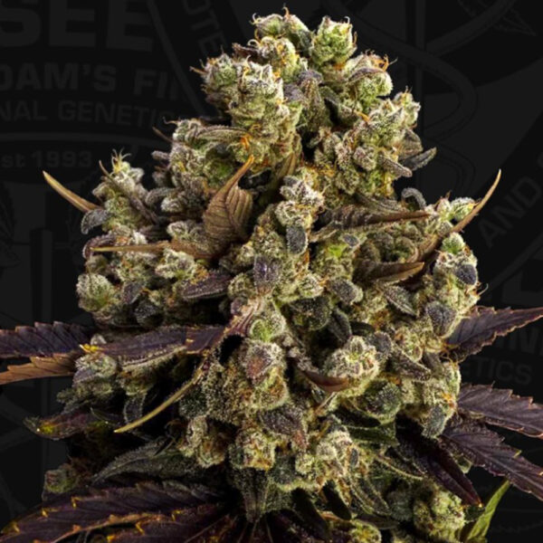 Bubbledawg feminizada de T.h. Seeds