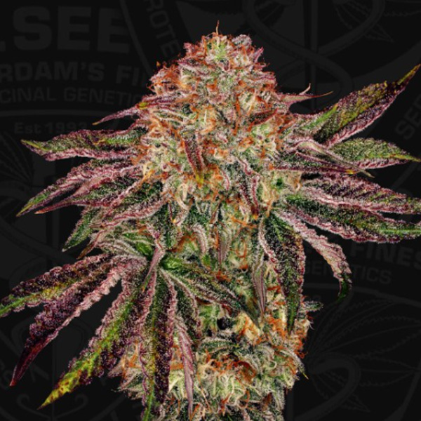 Bubblegummiez feminizada de T.h. Seeds
