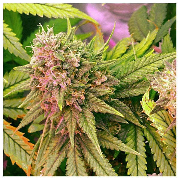 Bubblelicious regular de Nirvana
