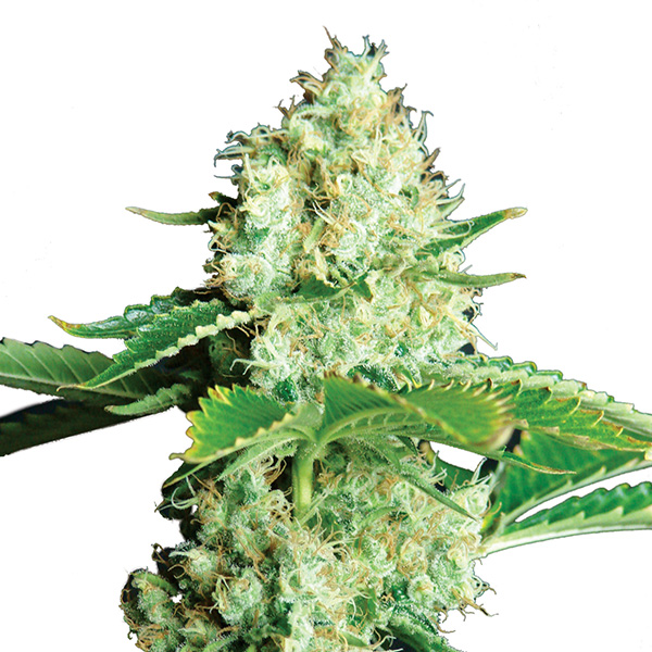 Bubblelicious feminizada de Nirvana